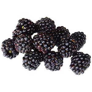 Blackberry PNG-26566